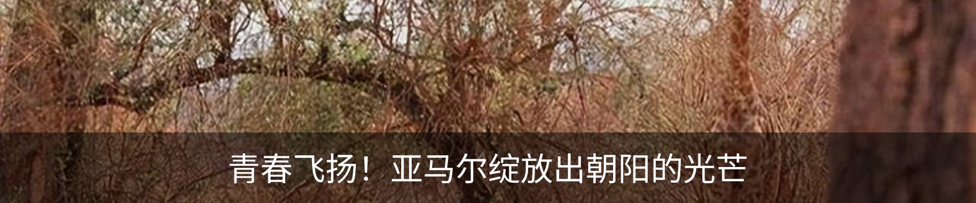 内页banner